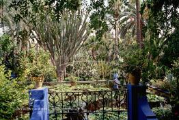 Image du Maroc Professionnelle de  Le Jardin Majorelle une pure merveille crée par le peintre français Jacques Majorelle, qui a eu le coup de foudre pour Marrakech. Yves Saint Laurent et Pierre Bergé font l’acquisition de ce havre de paix durant les années quatre-vingt où Yves Saint Laurent dessina plusieurs pièces. son voeux était de faire de ce parc une œuvre d’art vivante. On y découvre des plantes provenant des cinq continents, yuccas d’Océanie, lotus d’Asie, cactus d’Amérique, palmiers d’Afrique et cyprès d’Europe …, à Marrakech le Lundi 18 Août 1997. ((Photo / Abdeljalil Bounhar) 